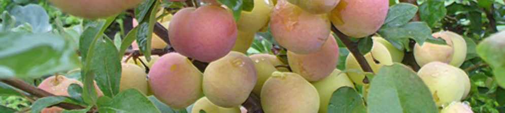 Особенности посадки яблонь в сибири: выбор сорта, участка, рекомендации по высаживанию и уходу - сорта яблонь: полный каталог