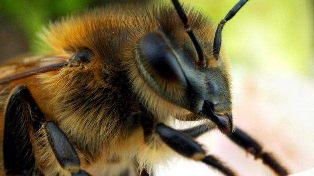 Самые опасные пчёлы на планете: фото + описание
