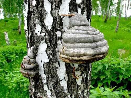 Почему отношения гриба трутовика и берёзы считают примером паразитизма?  - другое - вопросы и ответы