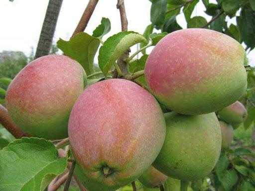 Яблоня "павлуша": внешний вид, урожайность, особенности посадки и ухода selo.guru — интернет портал о сельском хозяйстве