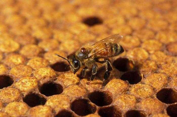 Личинки пчел: фото и описание куколки пчелы, матки, трутня