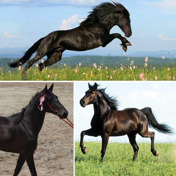 Карачаевская порода лошадей — фото и описание, характеристика, условия содержания, перспективы разведения. | cельхозпортал