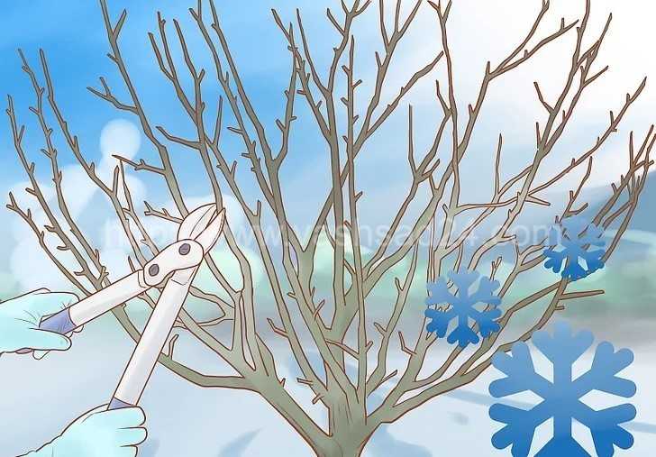 Обрезка деревьев зимой – подробные действия и необходимые инструменты! + видео