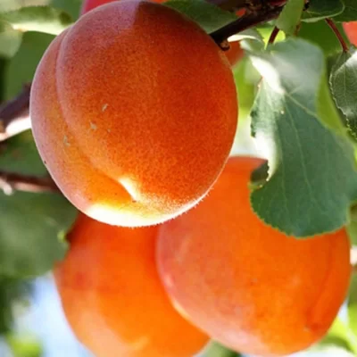 Описание сорта абрикосов водолей, характеристики плодоношения и устойчивость к заболеваниям - всё про сады
