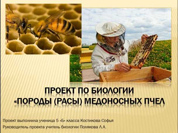 Бивароол: состав, обработка пчел, отзывы пчеловодов
