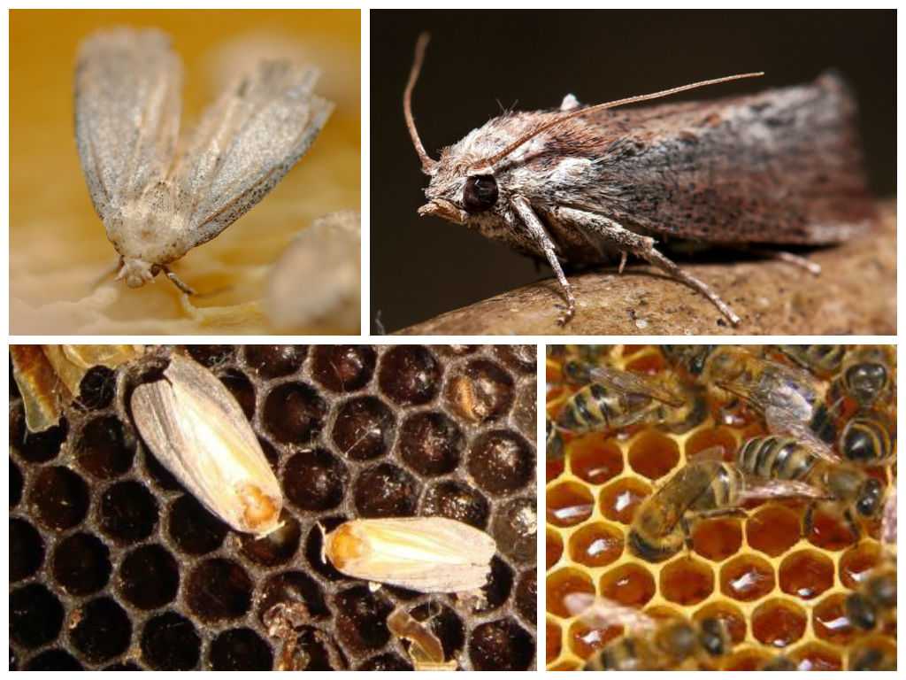 Пчеловодство : вредители пчёл : восковая моль