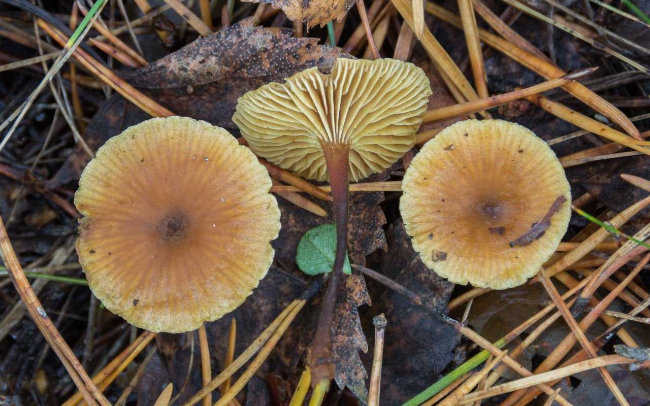 Недооцененный потенциал грибов