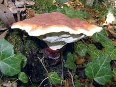 Маслёнок желтоватый (suillus flavidus) –  грибы сибири