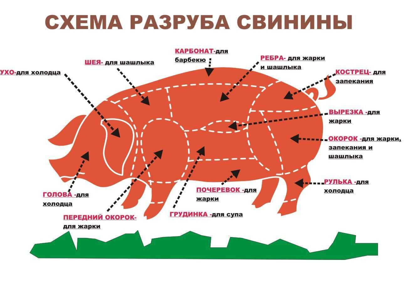 Как зарезать свинью: забой свиней в домашних условиях, как разделать поросенка, забой и разделка