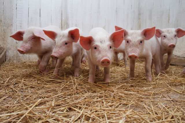 Премиксы для свиней: плюсы и минусы, состав и производители, правила применения