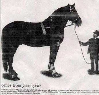 Лошадь владимирский тяжеловоз: уход и содержание