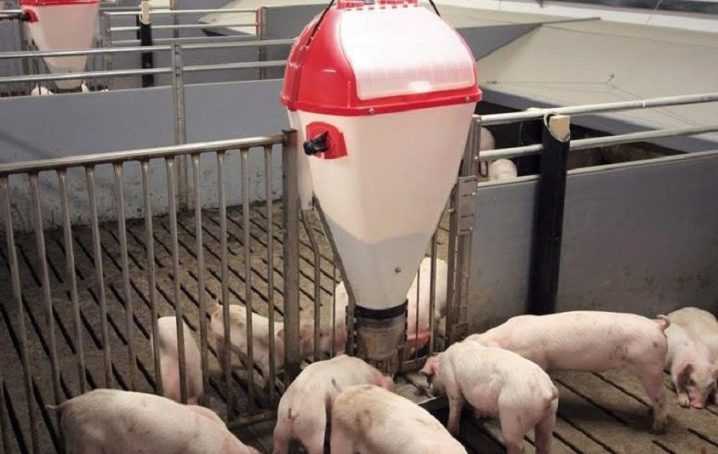 Поилки для свиней — какие бывают и варианты изготовления своими руками