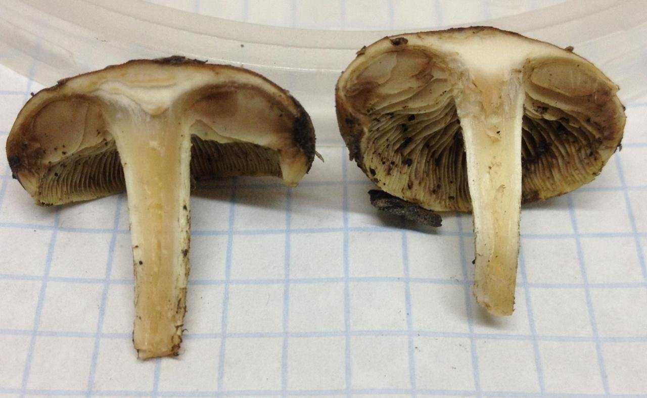 Чешуйчатка вощёная (pholiota cerifera) –  грибы сибири