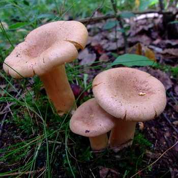 Гриб сморчок – когда собирать и где искать главный гриб весны