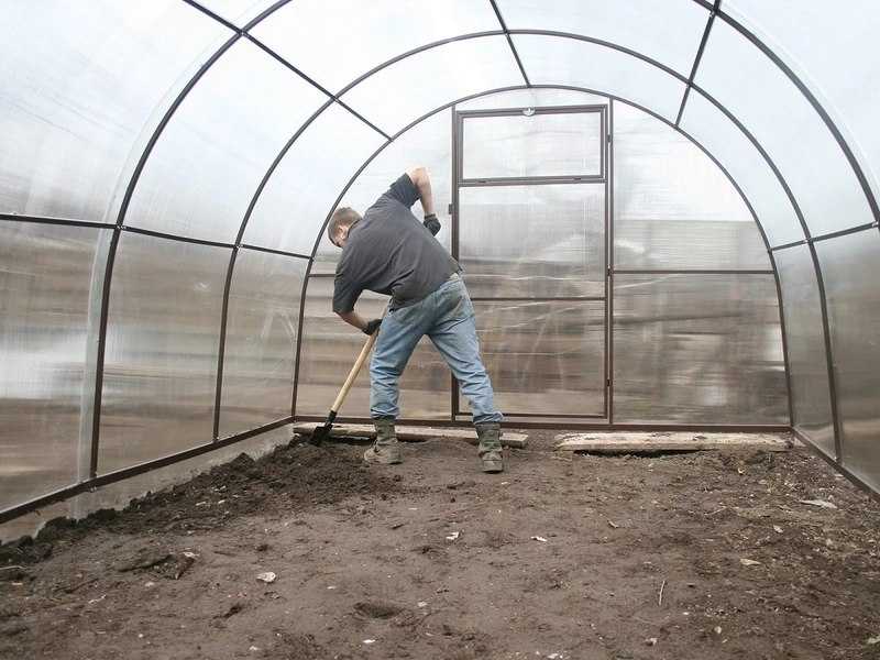 Борьба с белокрылкой: народные способы победить вредителя в теплице | огородники
