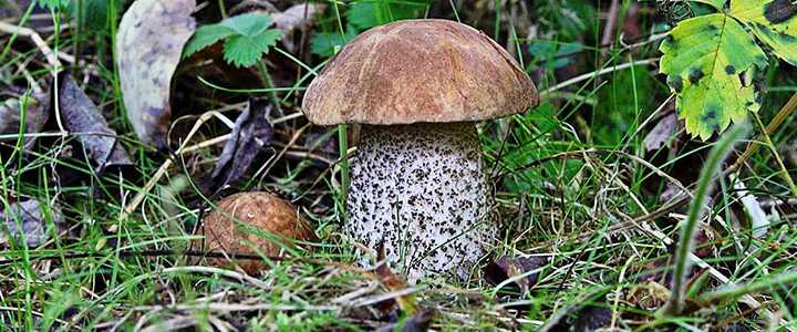 Что делать если заплесневели соленые грибы. что делать, если маринованные или соленые грибы заплесневели? | дачная жизнь