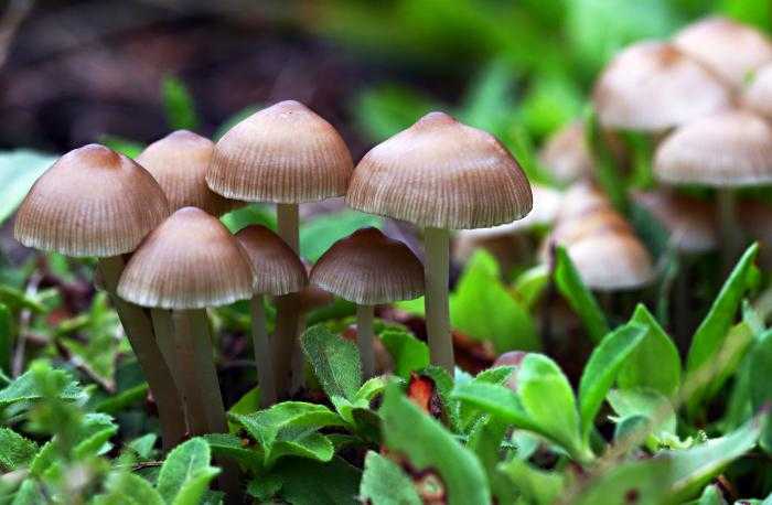 Опята в курской области 2020: грибные места, летние, осенние и зимние подвиды грибов на фото