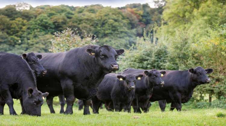 Описание абердин-ангусской породы коров, ее достоинства и недостатки