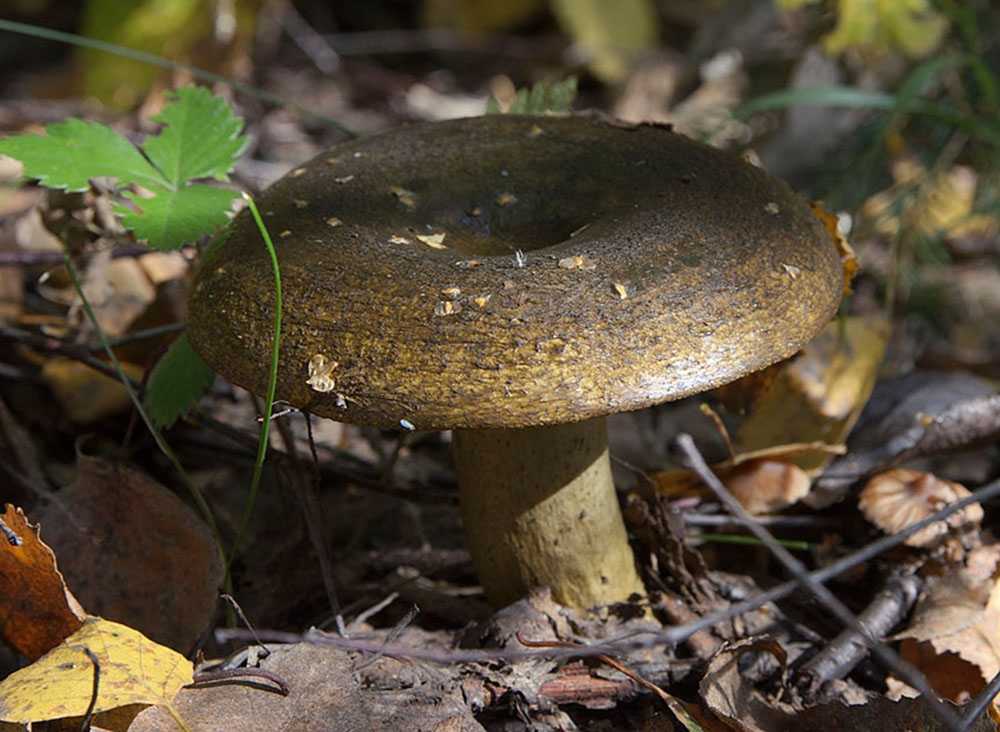 Грибы грузди: виды, описание и фото съедобных сырых грибов, польза