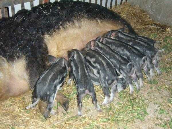 Венгерская порода свиней мангалица: характеристика, отзывы и описание с фото
