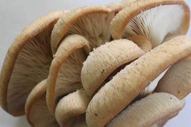 Пилолистничек мичнера (lentinellus micheneri) –  грибы сибири