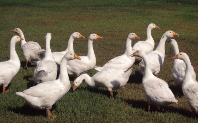 Советы опытных птицеводов по содержанию и кормлению гусей породы линда