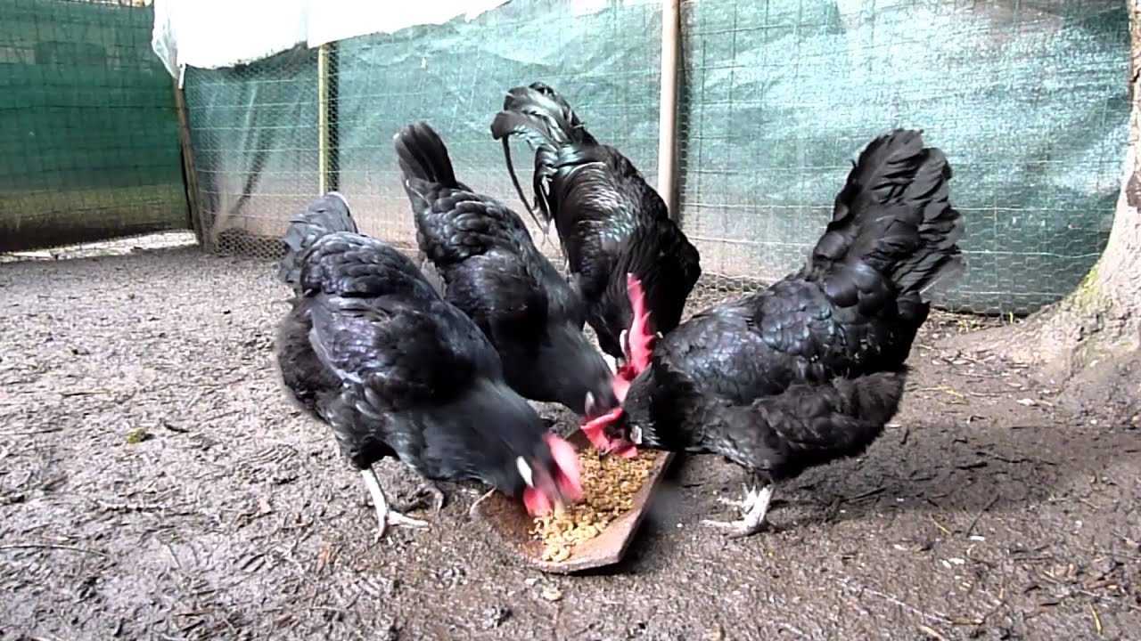 ✅ о породе кур барбезье: описание и характеристика, как отличить пол цыпленка - tehnomir32.ru
