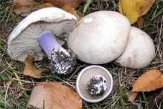 Рядовка частопластинковая (tricholoma stiparophyllum) –  грибы сибири