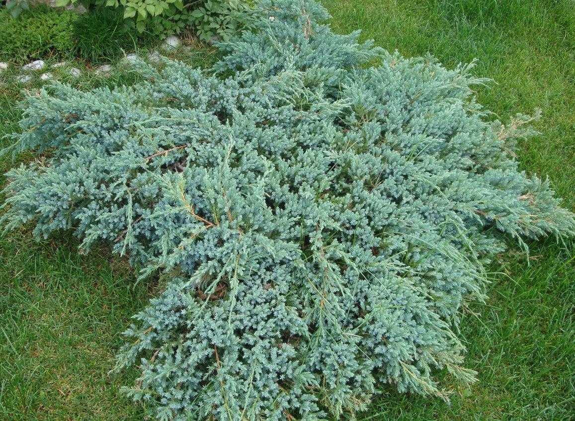 Можжевельник обыкновенный грин карпет (juniperus communis green carpet)