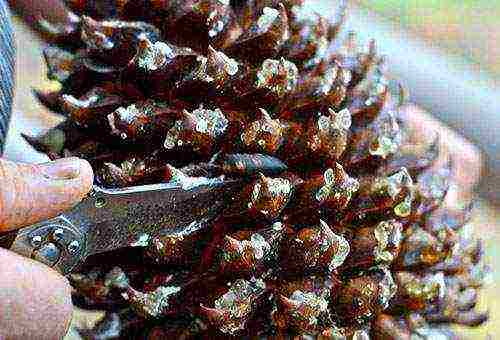 Сосна гималайская (44 фото): описание сортов сосны валлиха «нана» и «денса хилл», посадка уход в домашних условиях, формирование кроны
