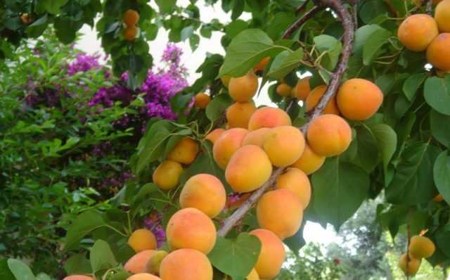 Зимостойкие и морозостойкие сорта абрикосов: описание сортов восторг, голдрич и многих других - дом и участок