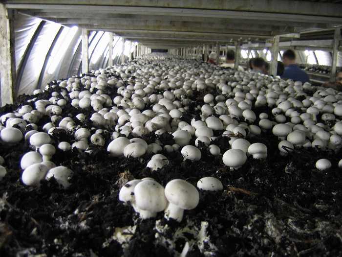 Как и какие грибы можно выращивать в подвале дома: технология разведения