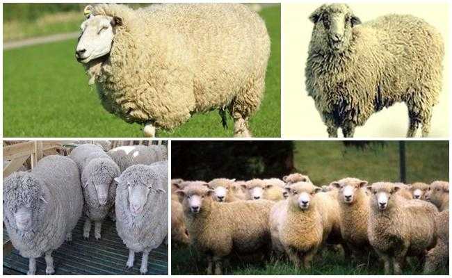 Обзор овец куйбышевской породы: их описание и фото
обзор овец куйбышевской породы: их описание и фото