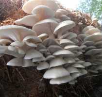 Грибы вешенки - описание, свойства, особенности выращивания популярного гриба