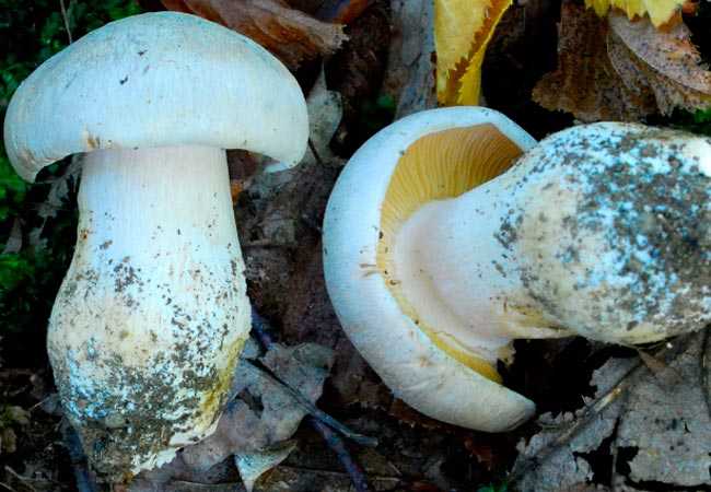 Энтолома садовая: можно есть этот гриб или нет?