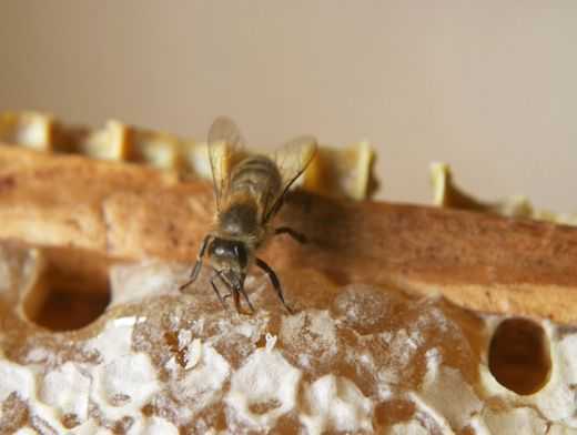 Соты пчелиные: польза и вред, как употреблять, полезные свойства