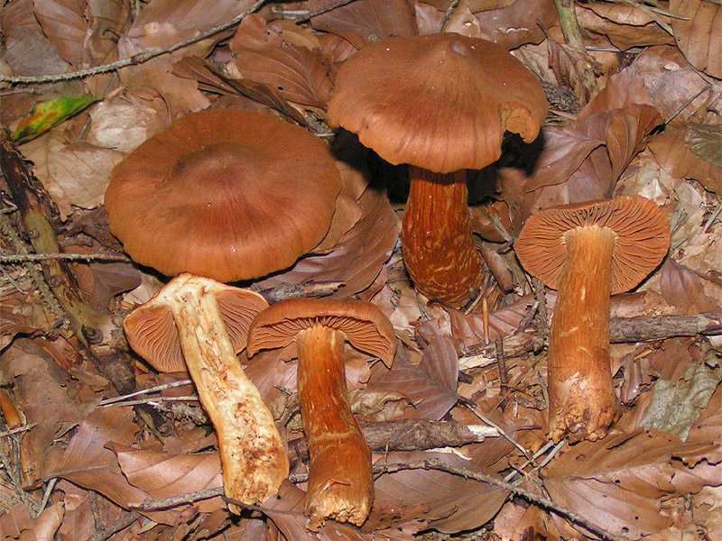 Двойники белого гриба