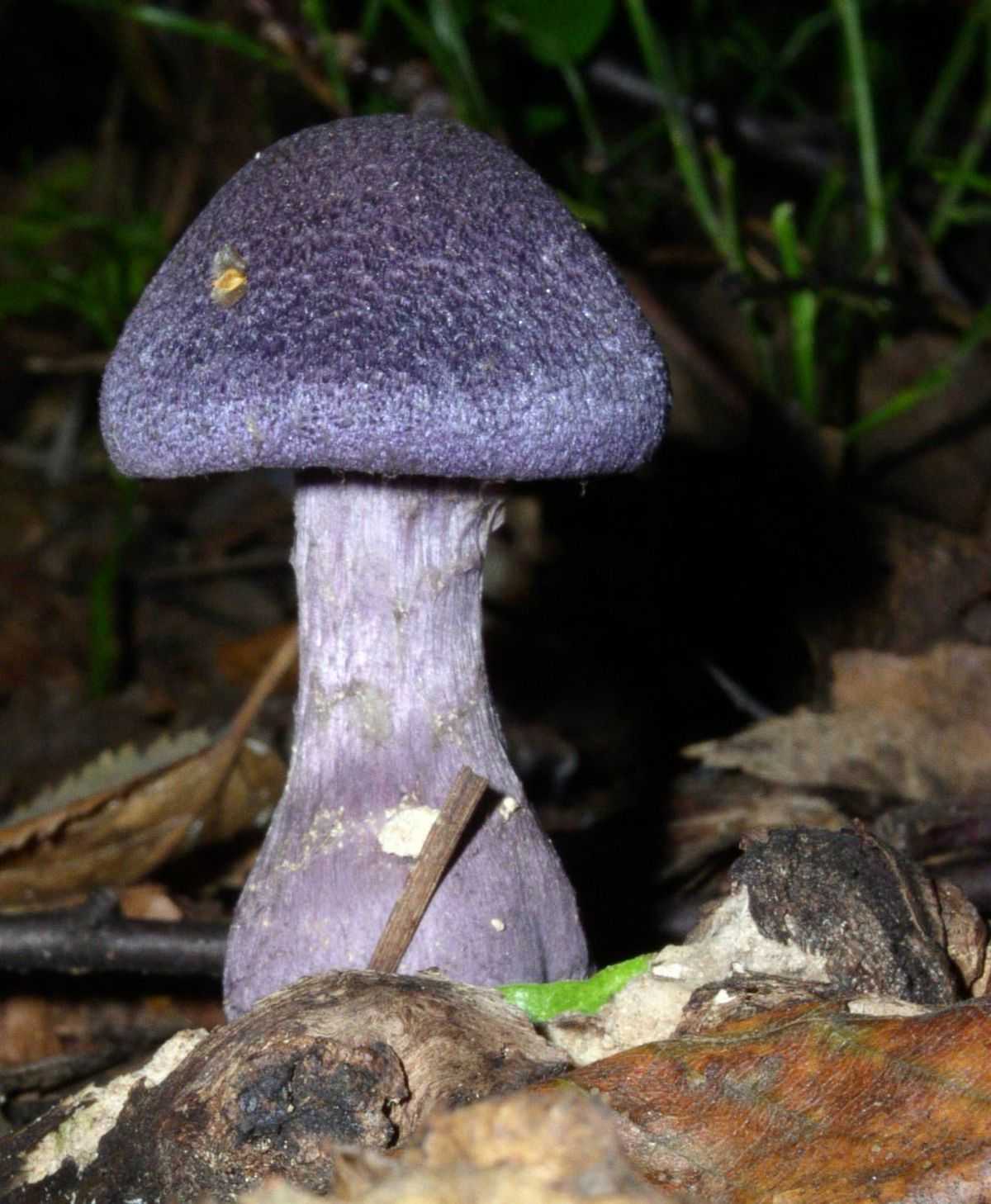 Паутинник фиолетовый: фото и описание