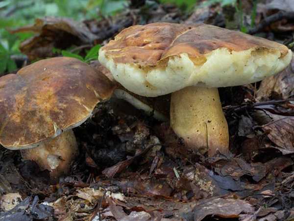 При засолке сильно пересолили черные или белые грузди: что делать и как спасти грибы