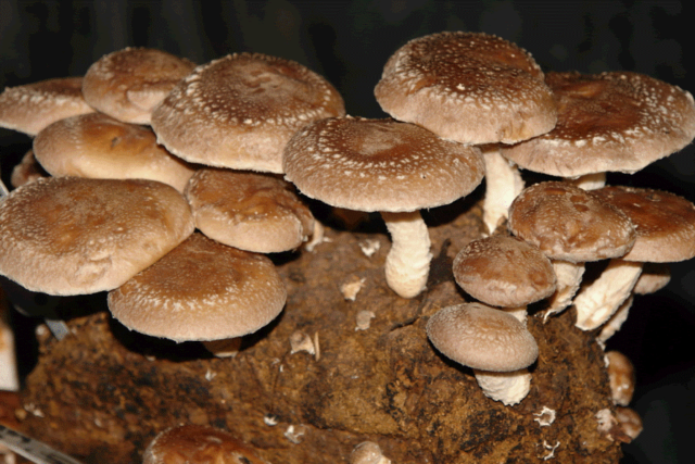 Выращивание грибов в домашних условиях: технология и особенности отрасли