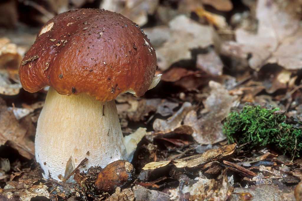 Съедобные грибы-зонтики: фото и описание