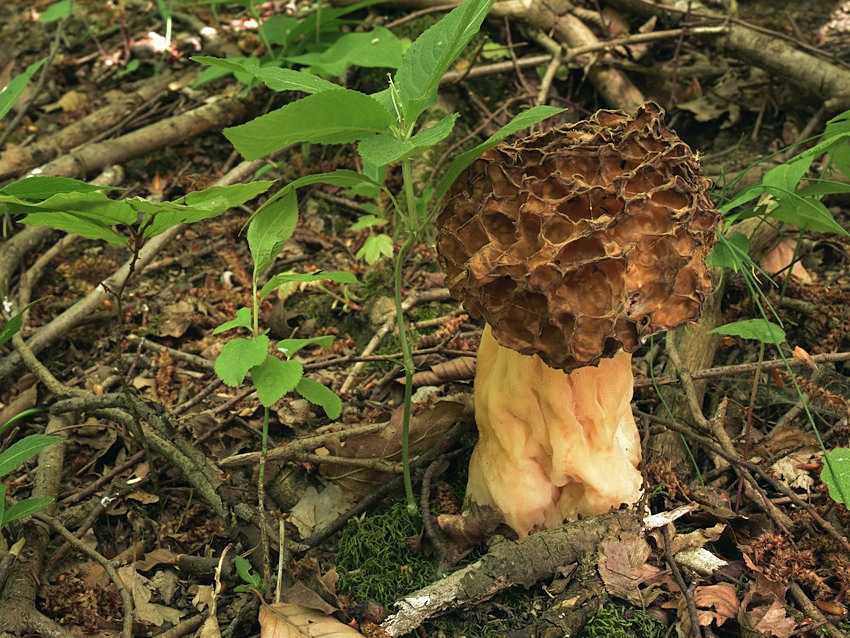 Гриб сморчок – когда собирать и где искать главный гриб весны - грибы собираем