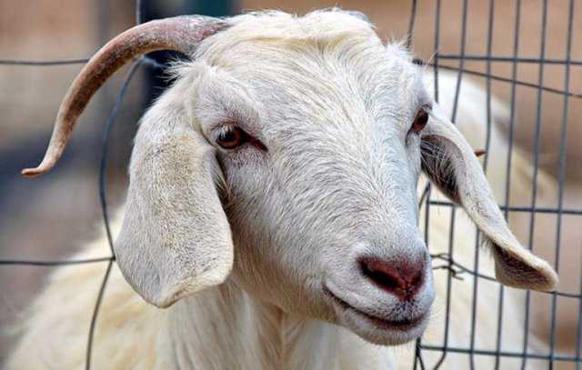 Болезни коз и их симптомы: заразные и незаразные