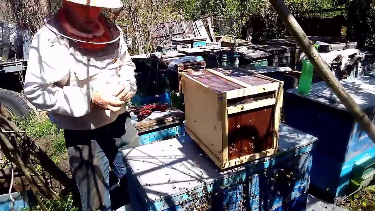 Как пересадить пчел из пчелопакета в улей: правильная пересадка и развитие