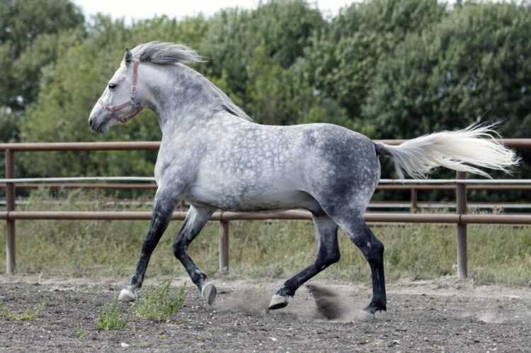 Орловский рысак: фото и описание породы лошадей