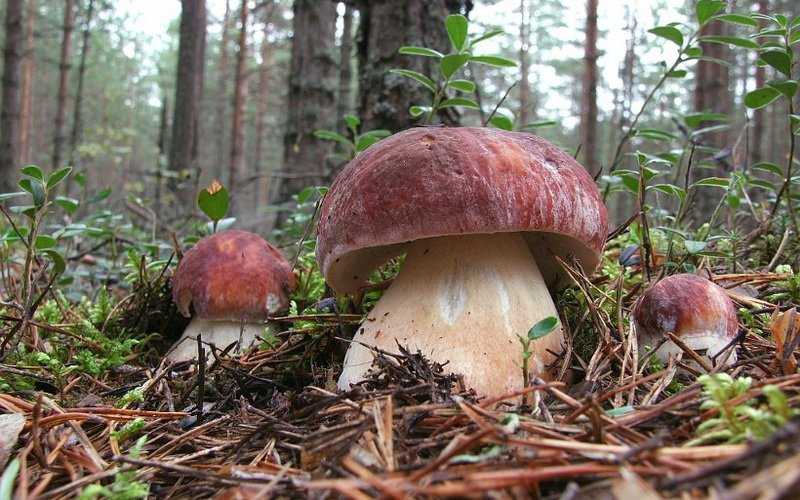 Ложный белый гриб: фото и описание, как отлечить
