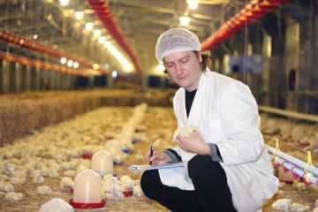 Капилляриоз у кур: симптомы и лечение птиц | nita-farm
