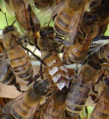 Как пчелы собирают и производят мед