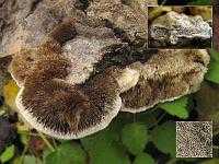 Цериопорус мягкий (датрония мягкая, cerioporus mollis): как выглядит, где и как растет, съедобный или нет