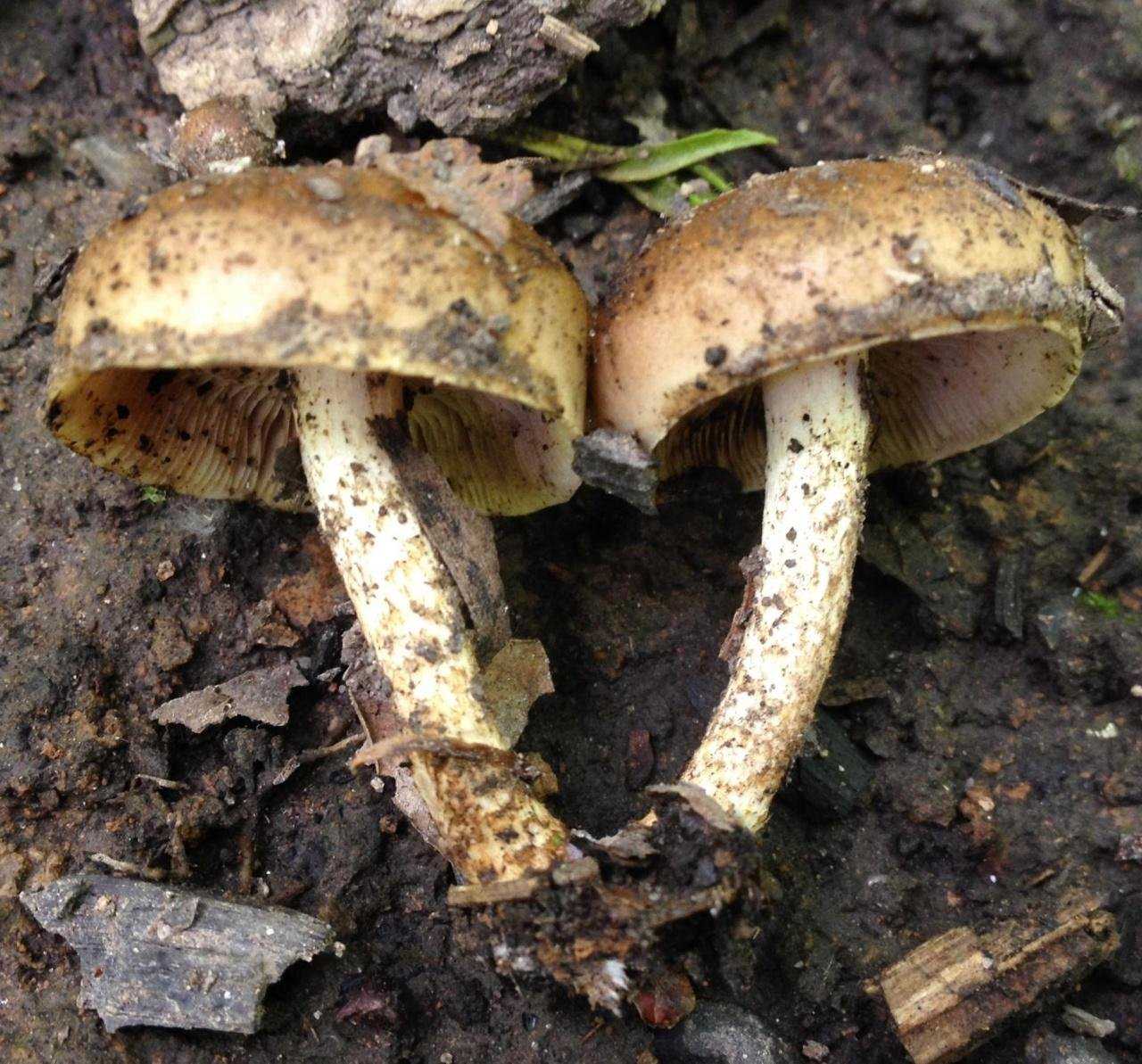 Гаревая чешуйчатка: описание и характеристика с фото. Съедобен гриб или нет. Место произрастания. Возможные двойники и их отличия.